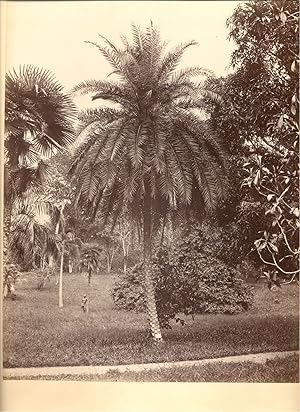 Seller image for [Palm Tree]. for sale by Shapero Rare Books