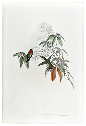 Image du vendeur pour Trochilus Colubris [Hummingbird]. mis en vente par Shapero Rare Books