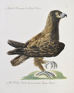 Bild des Verkäufers für [Bird of Prey] Plate V. Aquila Toscana. Lat. Aquila Estrusca. zum Verkauf von Shapero Rare Books
