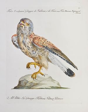 Bild des Verkäufers für [Bird of Prey] Plate LI. Falco d' volgarm te Gheppio di Fabbrica, o di Torre. Falco Murorum, Ruderum, vel Turrium. zum Verkauf von Shapero Rare Books