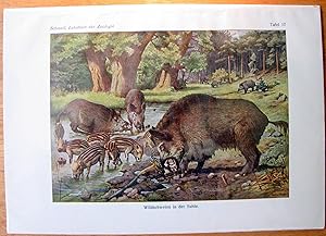 Antique Chromolithograph. Wild Pigs.