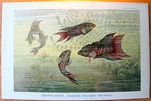 Antique Chromolithograph. Paradise Fish.
