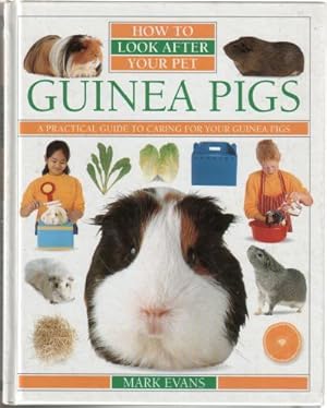 Guinea Pigs