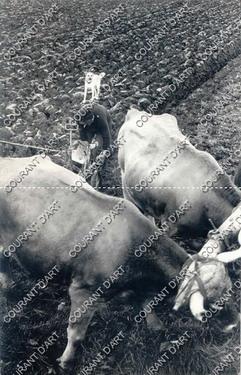 CHIEN AU LABOUR. JEAN SUQUET. 1928-2007. VINTAGE. PHOTOGRAPHIE. TIRAGE ARGENTIQUE, 1961, CACHET D...