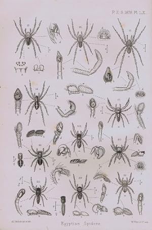 CATALOGUE OF A COLLECTION OF SPIDERS MADE IN EGYPT