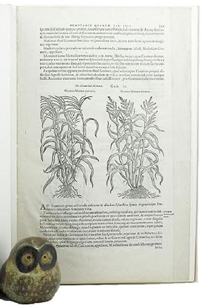 A LEAF FROM THE 1583 REMBERT DODOENS HERBAL PRINTED BY CHRISTOPHER PLANTIN