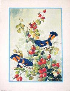 Bird and Blossom by Sibal. (532-B - 533-B).