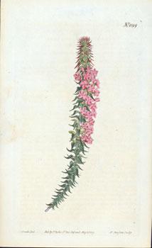 No. 1199. Epacris Pungens (var.) Rubra. Red-flowered Pungent Epacris.
