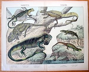 Antique Chromolithograph- Large. Chamaeleon, Lizards, etc.