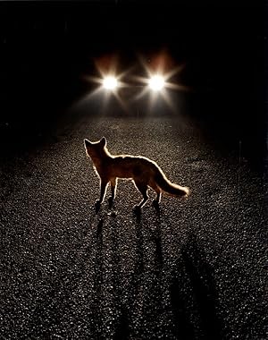 Seller image for Martin Usborne: Fox About Town (One Picture Book #79), Limited Edition (with Print) for sale by Vincent Borrelli, Bookseller