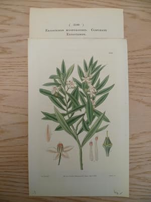 Eriostemon Myoporoides. Kolor. Kupferstich von Swan bei S. Curtis. Glazenwood, 1832. Ca. 20 x 12 cm.