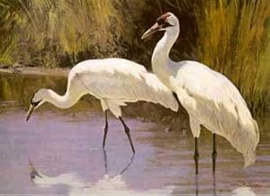 Whooping Crane (Grus americana) - 1985 Texas Nongame Stamp Print ** Ltd Signed By Ken Carlson **