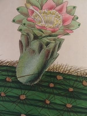 Cereus Roveni. Kolor. Kupferstich bei S. Curtis. Glazenwood, 1832. Ca. 20 x 12 cm.