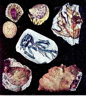 Immagine del venditore per The fossil book : a record of prehistoric life [Tales told by the dead; Rocks, fossils & ages; Groups, names & relationships; Earth's oldest remains; A variety of protists; Sponges, true & probable; Simple coelenterates; Moss animals, or bryozoans; Sturdy brachiopods; Armored echinoderms; Sea stars, urchins & cucumbers; Snails & their kin; Pelecypods: clams, mussels & oysters; Feet before heads: nautiloids; Ammon's stones & naked cephalopods; Worms, burrows & trails; When trilobites roamed; Crustaceans; Arthropods from shoals to air; Nets & wrigglers to sharks; Bony fishes; New plants on old lands; Lungs, legs & land-dwellers; Amphibian & reptile groups; Farewells to land; Scale-bearers & lizard-hipped dinosaurs; Bird-hipped dinosaurs;etc] venduto da Joseph Valles - Books