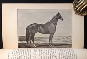 History of the Walker Horse: The Morrills and the Hamiltonian Horses of Vermont