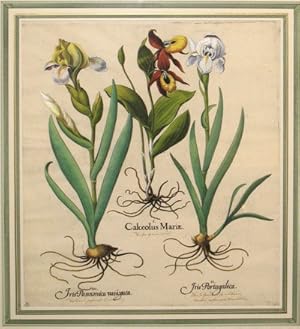 Seller image for Calceolus Mariae (Ladies Slipper) - Iris Pannonica Varigata (Dark variegated bearded Iris) - Iris Portugalica (Blue variegated bearded Iris) from Hortus Eystettensis for sale by Antipodean Books, Maps & Prints, ABAA
