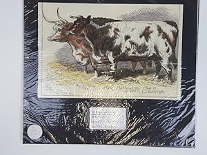 Bild des Verkufers fr Hand Coloured Genuine Old Print of a Prize Short horned and Prize Hereford Cattle zum Verkauf von Keoghs Books