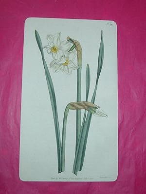 ORIGINAL HAND-COLOURED COPPER ENGRAVING - Narcissus biflorus (Two-Flowered Narcissus) FROM CURTIS...