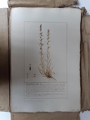 [Herbier de 192 planches dessinées et aquarellées représentant des fleurs et plantes de France]
