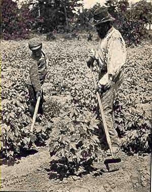 Seller image for The Rural Negro for sale by Librairie L'Ancien Livre