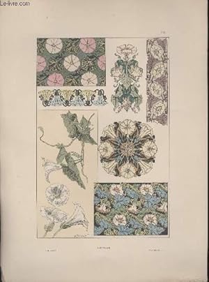 GRAVURE 19eme COULEURS - PLANCHE N°14 - LISERON