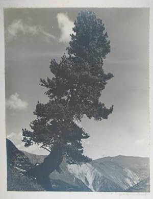 Bergföhre. Original-Fotografie, Barytpapier auf Karton montiert. Handschr. Bezeichnung auf der Vo...