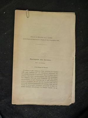 Phylogénie des carabus : I - L'archétype du carabe