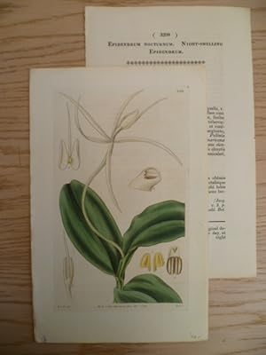 Bild des Verkufers fr Epidendrum Nocturnum. Kolor. Kupferstich von Swan bei Curtis. Glazenwood, 1834. Ca. 20 x 12 cm. zum Verkauf von Antiquariat Daniel Schramm e.K.