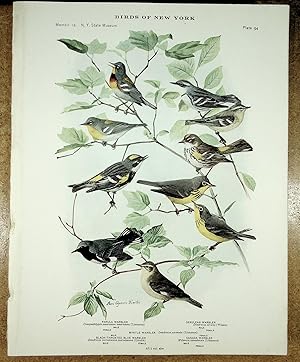 Seller image for BIRDS OF NEW YORK plate 94 (5 Warblers) Parula, Myrtle, Canada, Cerulean & Black Throated Blue for sale by Quiet Friends  IOBA