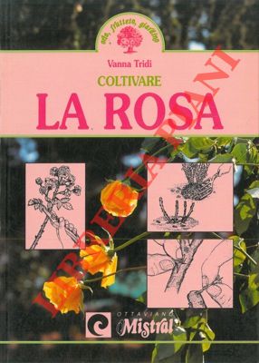 Coltivare la rosa.