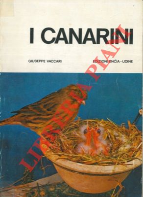 I canarini. Serinus canarius canarius.