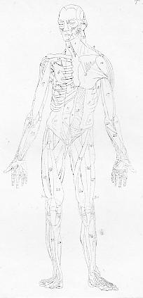 Vorderseite des menschlichen Körpers mit verschiedenen Abschnitten zu: Muskeln, Bändern und Sehne...