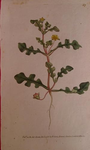 ORIGINAL HAND-COLOURED COPPER ENGRAVING - Mesembryanthemum pinnatifidum FROM CURTIS'S BOTANICAL M...
