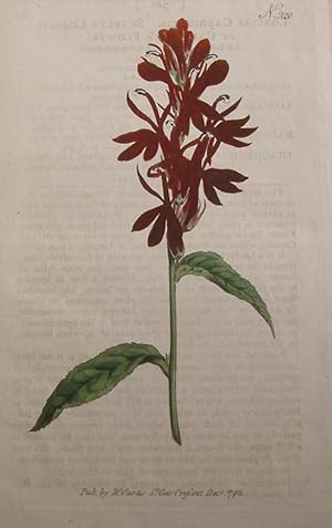 Seller image for ORIGINAL HAND-COLOURED COPPER ENGRAVING - Lobelia cardinalis (Scarlet Lobelia or Cardinal's Flower) FROM CURTIS'S BOTANICAL MAGAZINE - Plate No. 320, dated 1795 for sale by LOE BOOKS