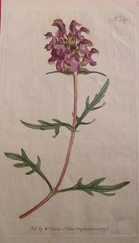 ORIGINAL HAND-COLOURED COPPER ENGRAVING - Prunella grandiflora (Great-Flowered Self-Heal) FROM CU...