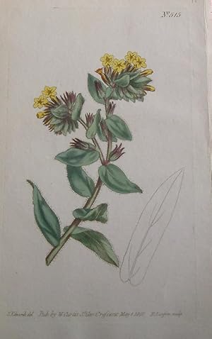 ORIGINAL HAND-COLOURED COPPER ENGRAVING - Lithospermum orientale (Bugloss) FROM CURTIS'S BOTANICA...