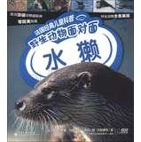 Immagine del venditore per French classic children's science & wildlife face to face : otter(Chinese Edition) venduto da liu xing