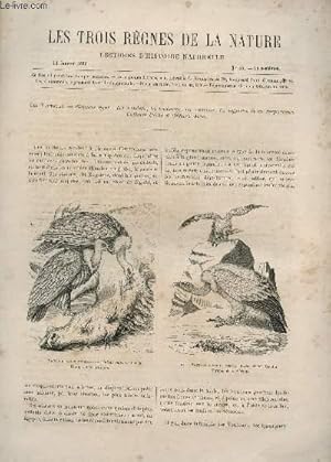 Seller image for LES TROIS REGNES DE LA NATURE - LECTURES D'HISTOIRE NATURELLE / DEUXIEME ANNEE - N55 - 14 JANVIER 1865 / LES VAUTOURS. for sale by Le-Livre