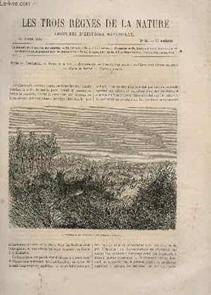 Image du vendeur pour LES TROIS REGNES DE LA NATURE - LECTURES D'HISTOIRE NATURELLE / DEUXIEME ANNEE - N56 - 21 JANVIER 1865 / SUITE DU CHEVREUIL. mis en vente par Le-Livre