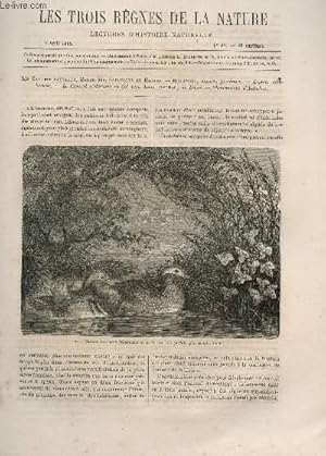 Seller image for LES TROIS REGNES DE LA NATURE - LECTURES D'HISTOIRE NATURELLE / DEUXIEME ANNEE - N67 - 8 AVRIL 1865 / LES CANARD, MACREUSEs, SARCELLES ET HARLES. for sale by Le-Livre