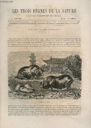 Seller image for LES TROIS REGNES DE LA NATURE - LECTURES D'HISTOIRE NATURELLE / DEUXIEME ANNEE - N71 - 6 MAI 1865 / LE SANGLIER ET LE COCHON DOMESTIQUE (SUITE). for sale by Le-Livre