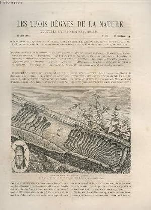 Seller image for LES TROIS REGNES DE LA NATURE - LECTURES D'HISTOIRE NATURELLE / DEUXIEME ANNEE - N78 - 24 JUILLET 1865 / COUP D'OEIL SUR L'UNITE DE LA MATIERE - EQUILIBRE NATUREL - TRANSFORMATION INCESSANTE DE LA MATIERE - ANTAGONISME DES ANIMAUX ETC. for sale by Le-Livre