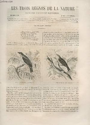 Seller image for LES TROIS REGNES DE LA NATURE - LECTURES D'HISTOIRE NATURELLE / DEUXIEME ANNEE - N82 - 22 JUILLET 1865 / LES POUILLOTS (BECS FINS). for sale by Le-Livre