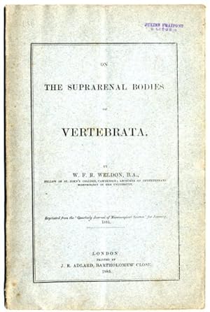 Imagen del vendedor de On the suprarenal bodies of vertebrata. a la venta por Antiq. F.-D. Shn - Medicusbooks.Com