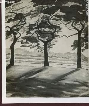 Seller image for PHOTO-CARTE EN NOIR ET BLANC / PAYSAGE : ARBRES. for sale by Le-Livre