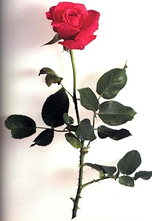 Roses of America : The Brooklyn Botanic Garden's Guide to Our National Flower. [The Rose in Ameri...