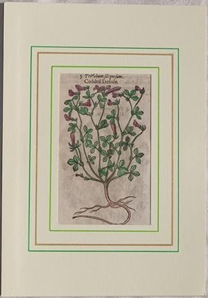Trifolium siliquosum Codded trefoile,