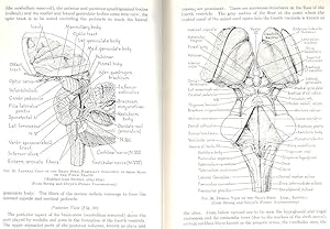 Imagen del vendedor de The Basis of Clinical Neurology : the anatomy and physiology of the nervous system in their application to clinical neurology.[Peripheral nervous system; Anatomy of the spinal chord; Medulla & Pons; Cerebellum; Epithalamus; Basal Ganglia; The Brain. a la venta por Joseph Valles - Books