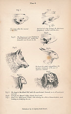 Seller image for A Treatise on the Structure, Economy, and Diseases of the Ear; Being the Essay For Which the Fothergillian Gold Medal Was Awarded by the Medical Society of London for sale by Barter Books Ltd