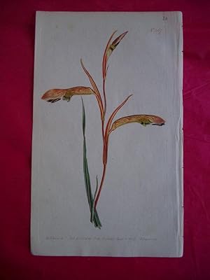 ORIGINAL HAND-COLOURED COPPER ENGRAVING - Gladiolus Quadrangularis (Squared-Leaved Corn-Flag) FRO...